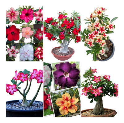 12 Sementes Rosa Do Deserto Cores Especiais Raras