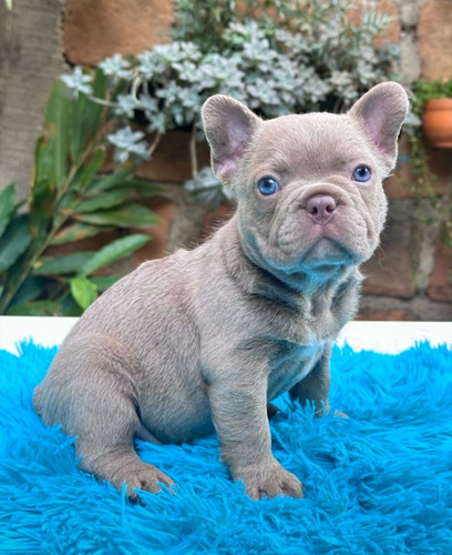 Bulldog Francés Macho Rojo , Marrón Claro