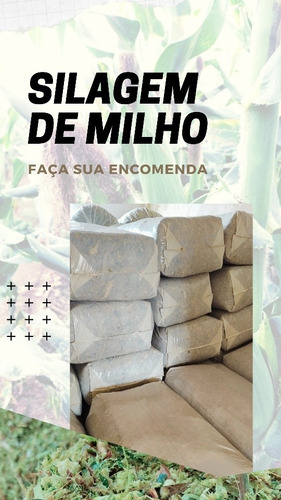 Imagem 1 de 4 de Silagem De Milho Verde