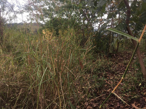 Imagem 10 de 11 de Lote Para Venda Em Ribeirão Das Neves, Rosaneves - L25_1-1358691