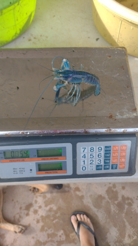 Imagen 10 de 10 de Langosta Australiana Redclaw Crayfish Congelada Chica 1kg