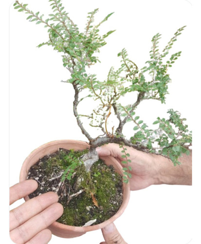 Prebonsai Olmo Arroz Ulmus Parvifolia Hokkaido Caduco Otoñal