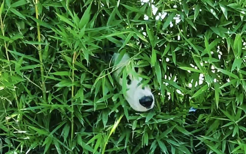 Guardería Canina, Sin Cañiles Ni Jaulas. Del Viso
