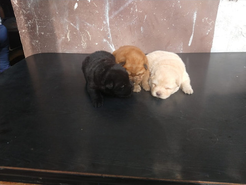 Chow Chow Crema Cinnamon Negro