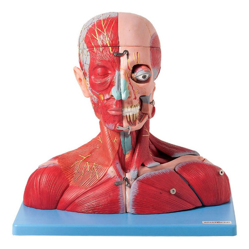 Cabeça E Pescoço Muscular Vasos Nervos Cérebro 19 Partes