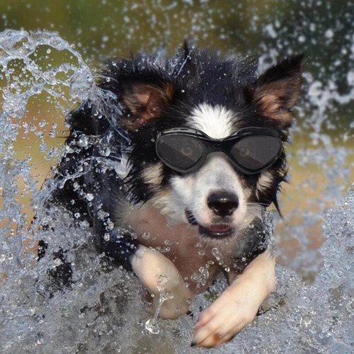 Lentes Con Protección Uv Para Casco Para Cachorros