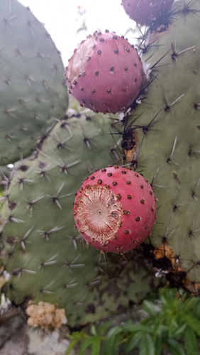 30 Semillas Nopal Tuna Roja, 3 Variedades (10 C/u), Nv