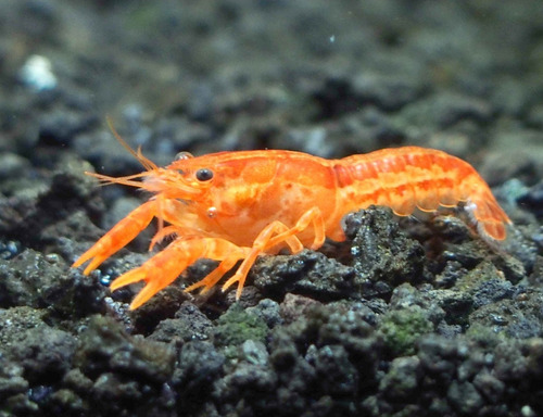 Langosta Enana Mexicana Ideal Para Comunitario Naranja