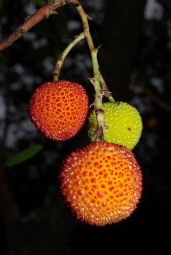 Imagem 10 de 10 de Sementes Medronho Arbutus Unedo 5 Envelopes 40 Sementes