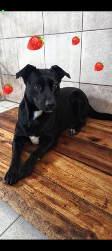 Keyla, Bella Y Amorosa , 2 Añitos, Medianita Ideal; Adopción