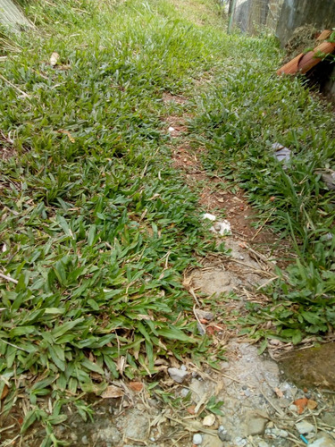Casa A Venda No Bairro Costeira Do Pirajubaé Em Florianópolis