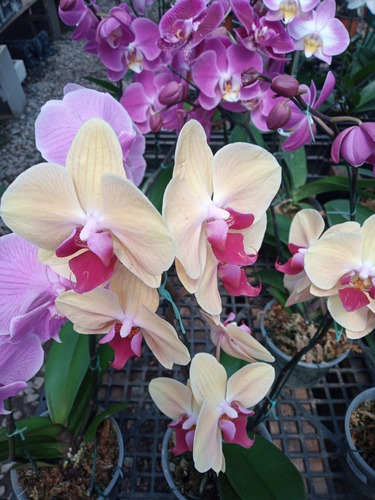 Orquídeas Phalaenopsis - H E R M O S A S - E.gratis Caba
