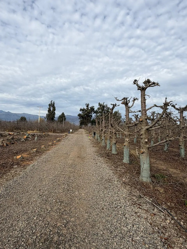 Venta De Campo Agrícola En Rengo Id 89.188-cam