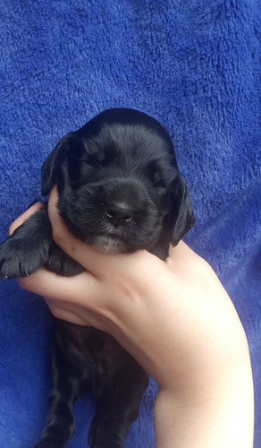 Cachorros Cocker,chocolates Y Negro!madre Con Pedigree