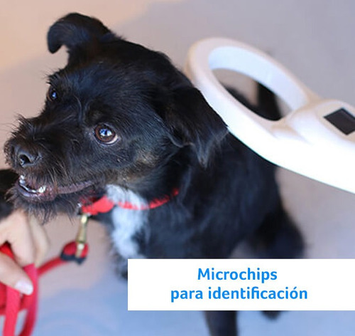 Imagen 10 de 10 de Microchip Para Mascotas - Animales / Certificado Y Pasaporte