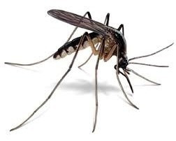 Imagen 5 de 9 de Erradicador Mosquitos Llavero Portatil Sonico Proteccion Us