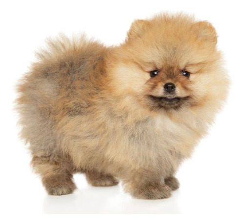 Cachorros Pomerania Mini Toy Perros Disponibles Pets Can Dog