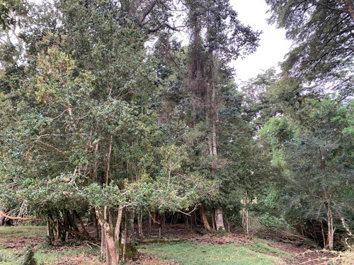 Campo En Ticahue - 57 Ha Ganadero