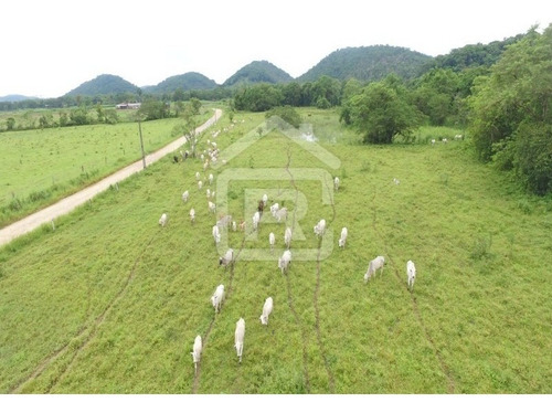 Imagem 7 de 21 de Fazenda - 229 - 70651803