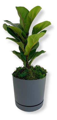 Ficus Lyrata Com 50cm De Altura P/ Ambiente Interno