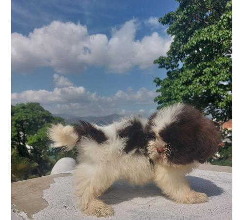 Hermosas Perritos Shih Tzu 