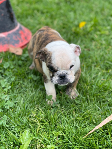 Imagen 6 de 7 de Cachorras Bulldog Inglés Puras Solo Hembras
