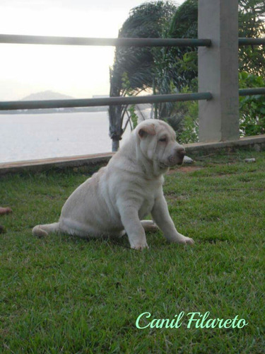 Filhote De Shar Pei Macho