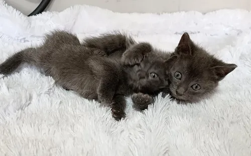 Gato Azul Ruso Tu Gatos . Com