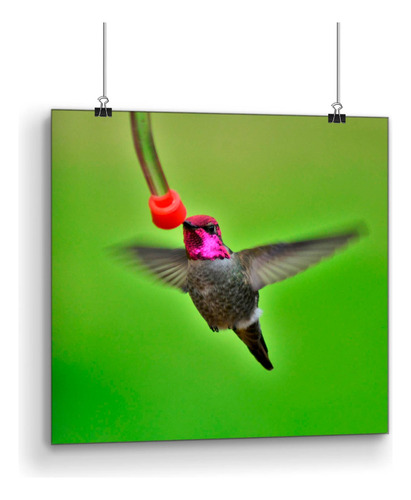 Cuadro De Pvc Con Poster Laminado Hermoso Colibri 50x50cm