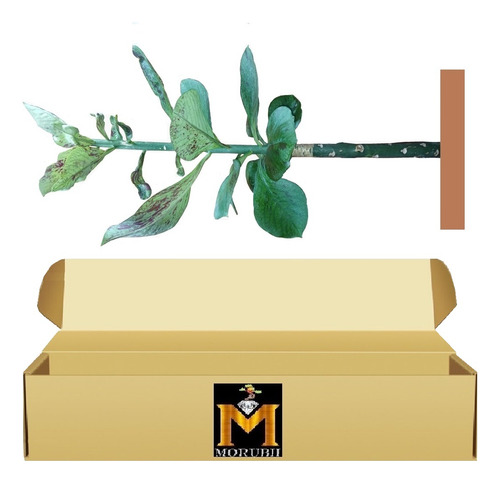 Lechero Africano Planta De 4 Años Tronco2cm. Altura110cm.