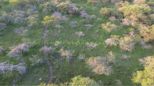 Imagen 9 de 10 de Campo Ganadero Sobre Ruta 6 Ganadero 79 Ha Monte Entre Rios