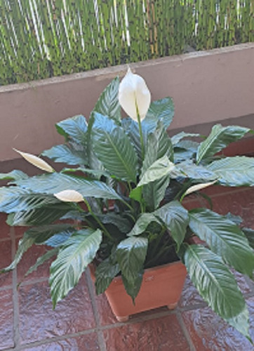 Planta Spathyllium O Cala Blanca - Grande! - Hermosa!