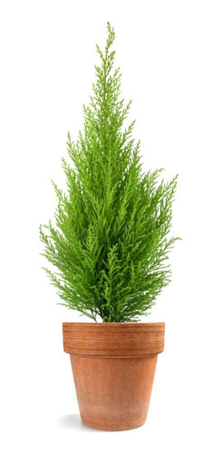 Cipres Macrocarpa 1 .2m Pack 10 Unidades Despacho +