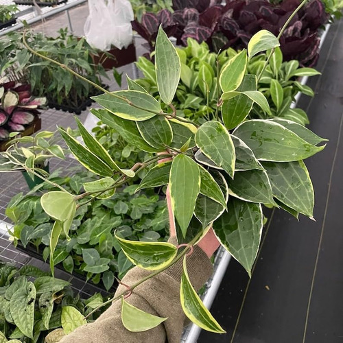 Hoya Macrophylla 4 Pot