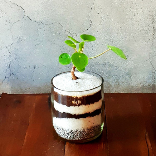 Imagen 5 de 8 de Pilea Peperomioides Little Terrario 10 The Little Yisus