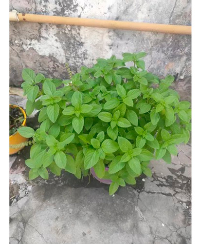 Semillas Albahaca Lidl Planta