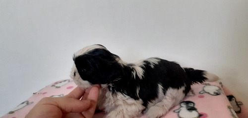 Imagem 3 de 5 de Shih Tzu Seu Melhor 1400