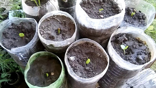 79 Semillas De Algarrobo Negro (envío Gratis)