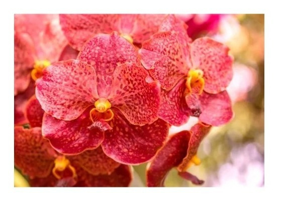 Orquídea Vanda Vermelha - Adulta | Parcelamento sem juros
