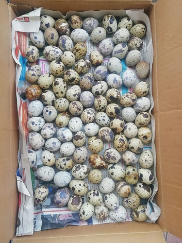 Imagen 3 de 4 de Venta Por Mayor Huevos De Codorniz