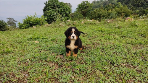 Perro Boyero De Berna Mascotas Rionegro Medellín