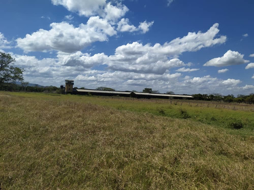 Imagen 8 de 20 de Granja De Gallinas Ponedoras Valencia Edo Carabobo