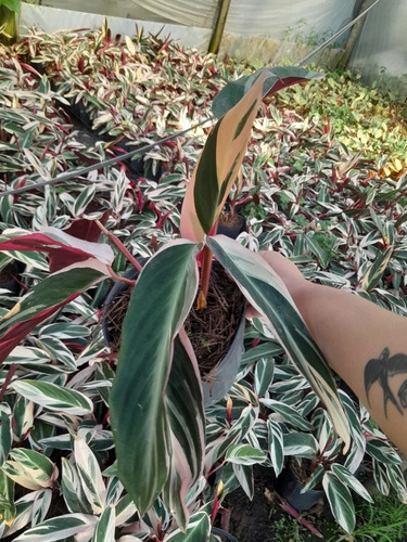 Vivero Y Jardineria Catriel Coordia