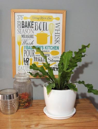 Planta Interior Helecho Nido De Ave C/maceta Premium Plato