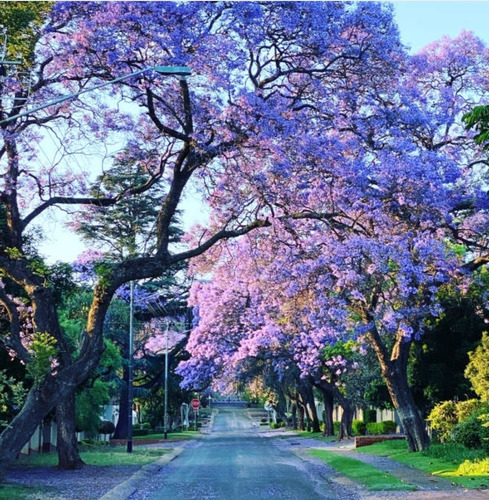 60 Semillas De Árbol De Jacaranda 