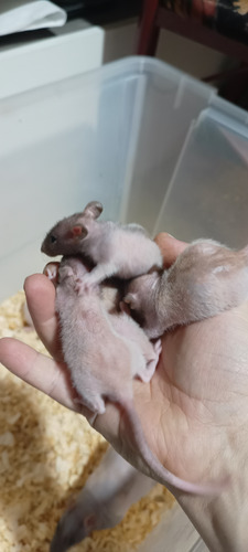 Ratas Skinny Sin Pelo, Excelente Mascota, Criadas En Casa!