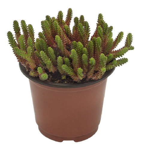 Suculenta Golden Moss (sedum Acre) En Maceta