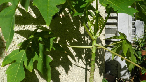 Planta De Papaya.fruta Tropical.60 Cm. Altura.
