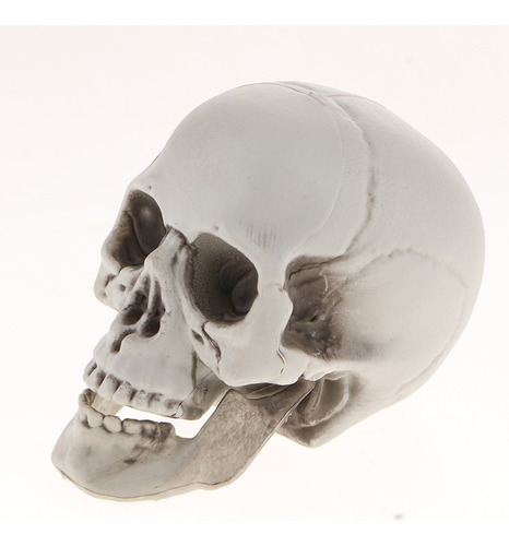 A Cabeza De Esqueleto Modelo Simulado De Cráneo Humano