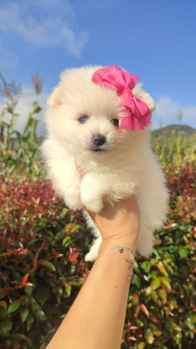 Cachorra Pomeranian Pura Raza Todo Colombia 